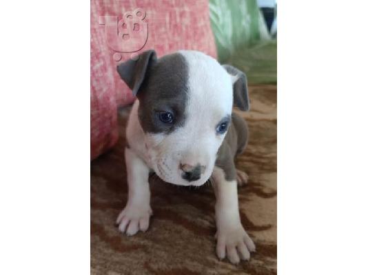 Κουτάβια Blue American Staffordshire Terrier